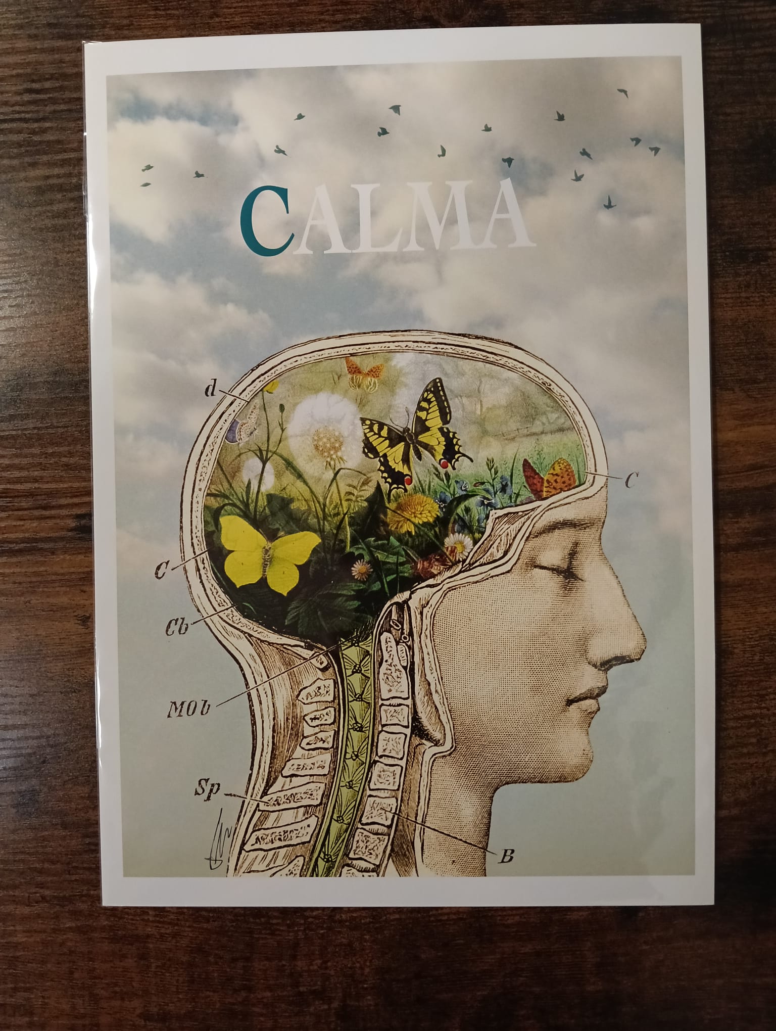 Lámina Calma